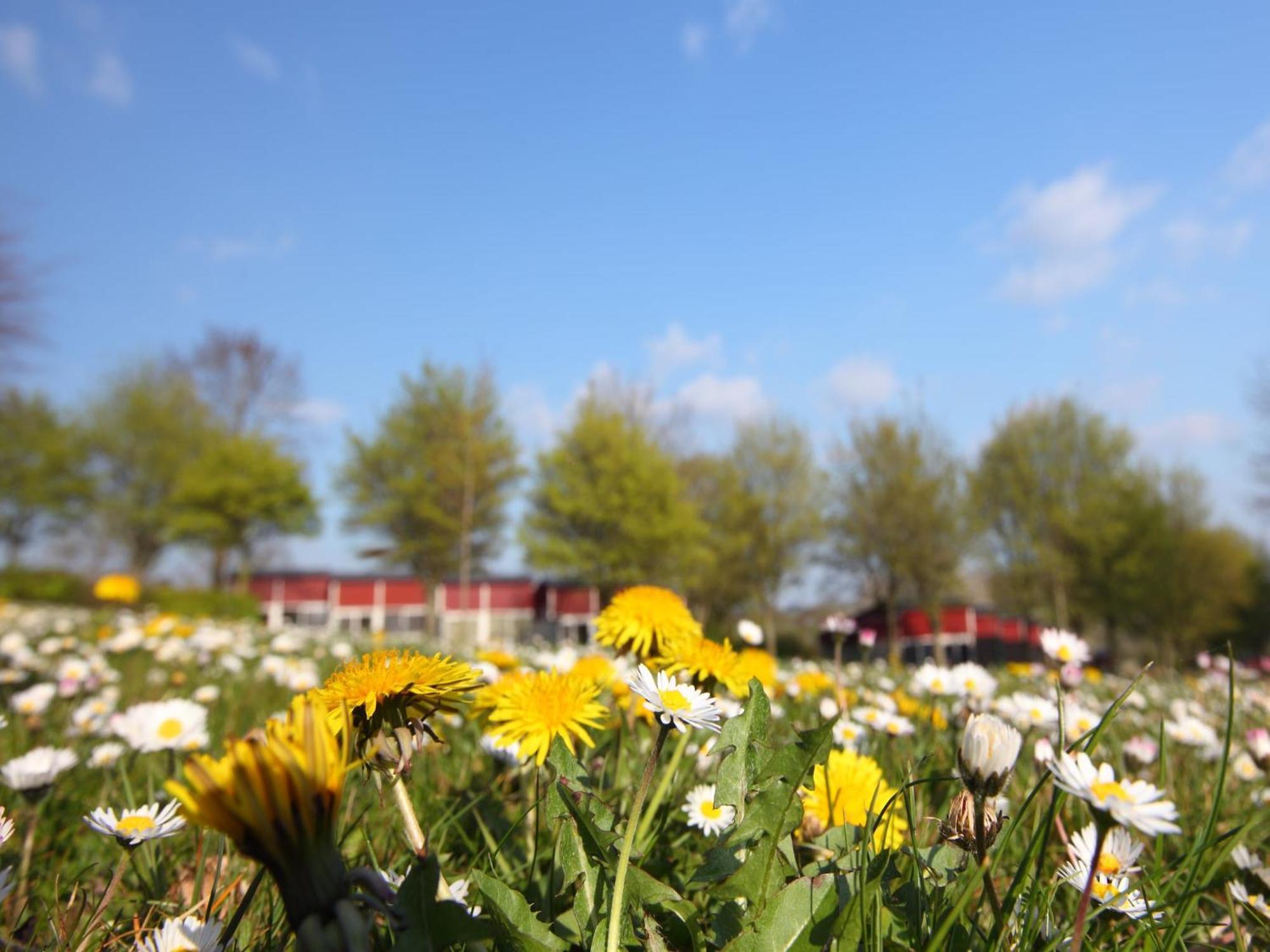 Nice Bungalow With Sauna And Bubble Bath, On A Holiday Park, 4 Km Valkenburg Villa Walem Bagian luar foto